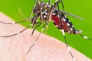 Casos de dengue têm alta na Bahia no primeiro trimestre de 2023