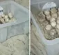 
                  Em ação, 150 ovos de tartaruga são resgatados em Salvador