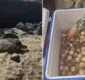 
                  Mais de 120 ovos de tartaruga-marinha são resgatados em Salvador