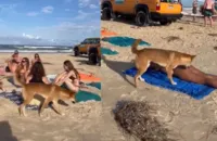VÍDEO: cão selvagem ataca turista francesa em praia na Austrália