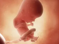 Treze semanas de gravidez: entenda como o bebê se desenvolve