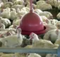 
                  OMS confirma primeira morte por gripe aviária no mundo