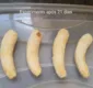 
                  Baianas descobrem erva capaz de combater apodrecimento de banana