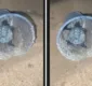 
                  Inema aponta irregularidades na orla após tartarugas serem encontradas