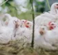 
                  Brasil confirma primeiros casos de gripe aviária em aves silvestres