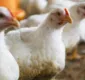 
                  Órgãos definem estratégia de prevenção contra gripe aviária na Bahia