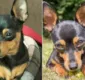 
                  Pinscher morre após salvar 4 crianças de ataque de rottweiler