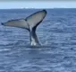 
                  Baleias Jubarte são vistas na Baía-de-Todos-os-Santos; veja vídeo