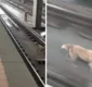 
                  Cachorro invade trilhos do metrô na Estação Bairro da Paz, em Salvador
