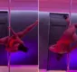 
                  Gracyanne choca web com coreografia surpreendente no pole dance