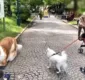 
                  Homem que gastou R$ 72 mil para parecer cão interage com animais