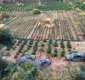 
                  Mais de 180 mil pés de maconha são erradicados na Bahia