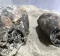 
                  Pães mumificados da 2ª Guerra Mundial são encontrados na Bahia