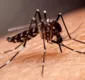 
                  Quinto caso de morte por dengue hemorrágica é registrado na Bahia