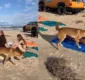 
                  VÍDEO: cão selvagem ataca turista francesa em praia na Austrália