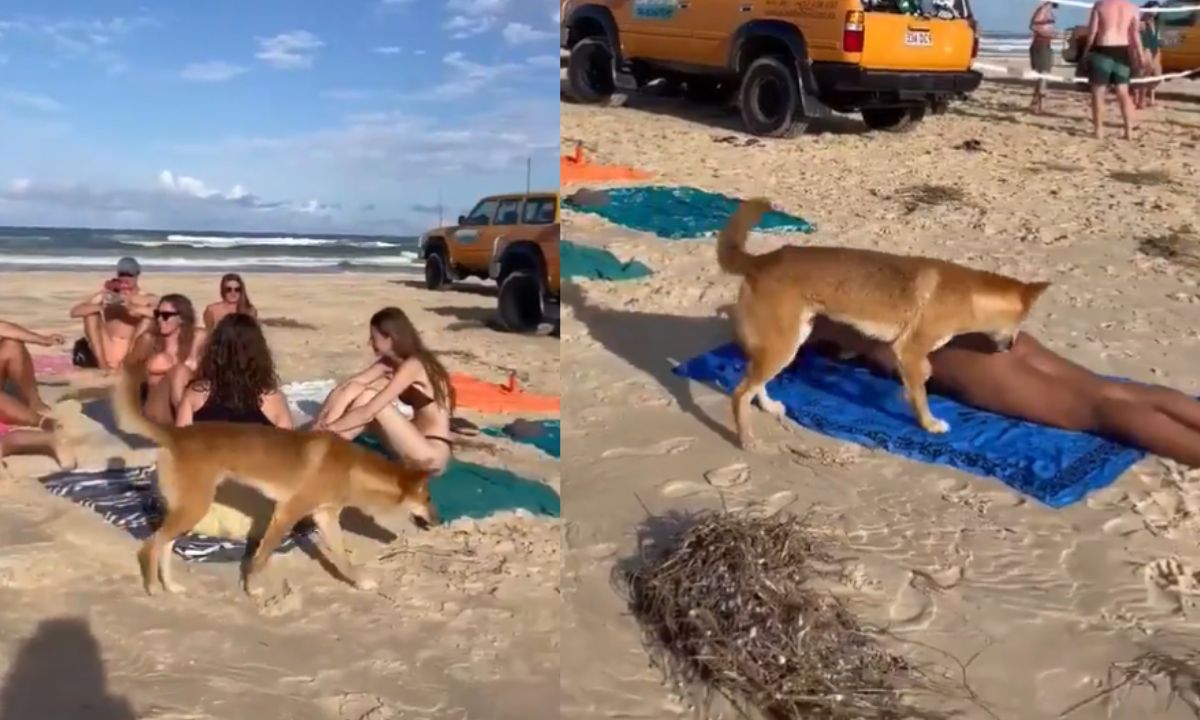 VÍDEO: cão selvagem ataca turista francesa em praia na Austrália