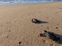 Cerca de 11 mil filhotes de tartarugas marinhas nascem na Bahia