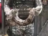 Jiboia com cerca de 7 kg é resgatada em prédio de Salvador