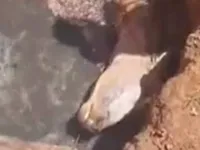 Vaca é resgatada por bombeiros após cair em buraco de 7 metros; veja
