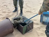 Vídeo: cobra é regatada após aparecer na praia de Piatã