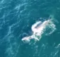 
                  Baleia Jubarte e filhote são vistas em praia de Itapuã, em Salvador