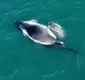 
                  Baleia e filhote são vistas na região de Itapuã, em Salvador; veja fotos