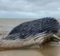 
                  Baleia jubarte é encontrada encalhada em praia do sul da Bahia