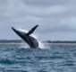 
                  Baleia jubarte e filhote são vistos em praia da Península de Maraú, na BA