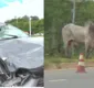 
                  Boi é atropelado na Avenida Orlando Gomes e foge antes de resgate