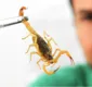 
                  Escorpiões: bióloga indica cuidados para evitar acidentes em Salvador