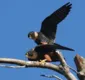 
                  Fotógrafo faz registros raros de falcões acasalando em área de preservação na BA