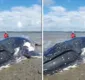 
                  Outra baleia morre e número de encalhes chega a 8 na BA