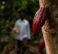 
                  Preço do cacau baiano bate recorde no mercado estadual e internacional