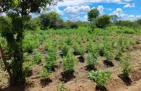 Plantação de maconha com 70 mil pés é encontrada na Bahia