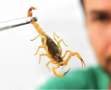 Bahia registra mais de 5 mil casos envolvendo escorpiões em 3 meses