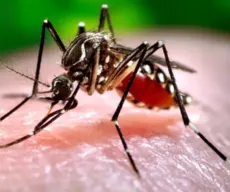 Número de mortes por dengue na Bahia cresce para 18