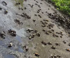 Quase 13 mil caranguejos são resgatados de criatórios ilegais na Bahia