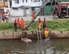 Cavalo cai em canal, fica atolado e é resgatado em Salvador