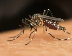 Dengue na Bahia: sobe para 27 o número de mortos por dengue