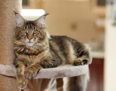 Salvador recebe 133 gatos para concurso de beleza felina