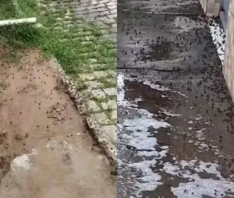 VÍDEO: centenas de filhotes de sapos são encontrados em bairro baiano