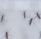 
                  Dengue na Bahia: Sesab confirma 23ª morte por dengue no estado