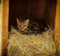 
                  Felino quase ameaçado de extinção é solto em reserva ambiental na BA
