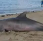 
                  Golfinho é encontrado morto na praia de Tubarão em Salvador