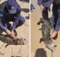 
                  Jacaré resgatado na praia da Pituba é devolvido à natureza