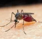 
                  Morte por malária é registrada na Bahia