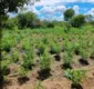 
                  Plantação de maconha com 70 mil pés é encontrada na Bahia