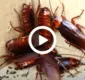 
                  Repelente caseiro: fim das baratas e formigas com 3 ingredientes