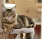 
                  Salvador recebe 133 gatos para concurso de beleza felina