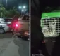 
                  Três pessoas são detidas em flagrante por abandono de gatos em Piatã